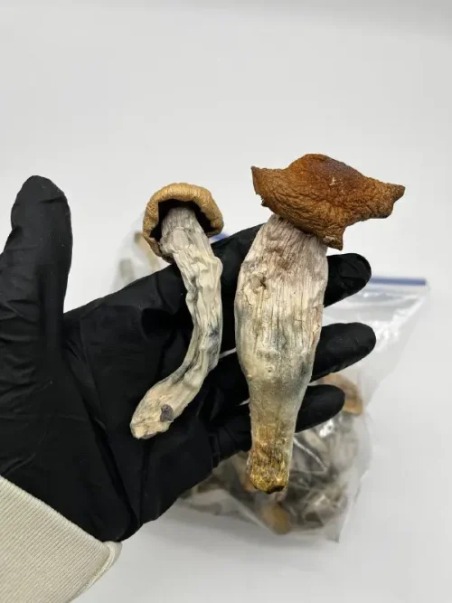 Penis Envy Mushrooms 🍄